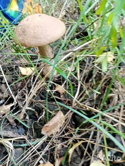 Маринованые опята, маслята, подосиновики