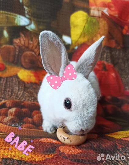 Маленькие кролики карликовые