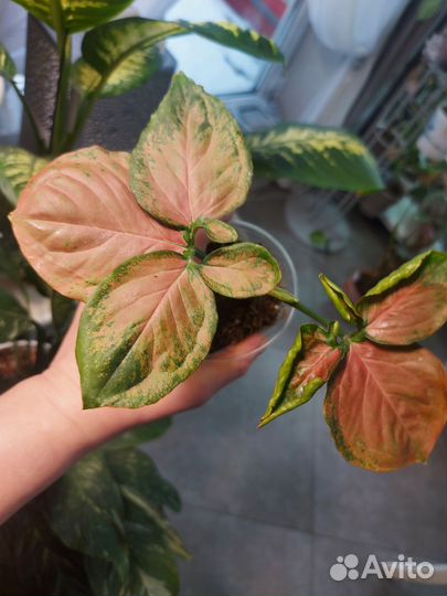 Сингониум Орм Нак