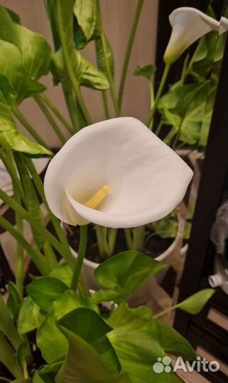 Цветы садовые многолетние