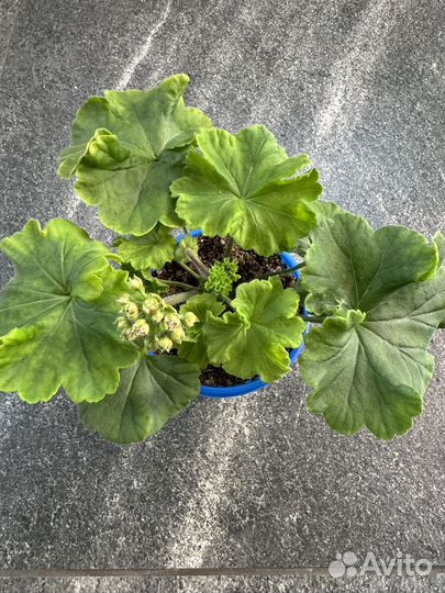 Пеларгония герань