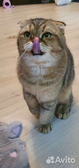 Шотландская вислоухая на случку