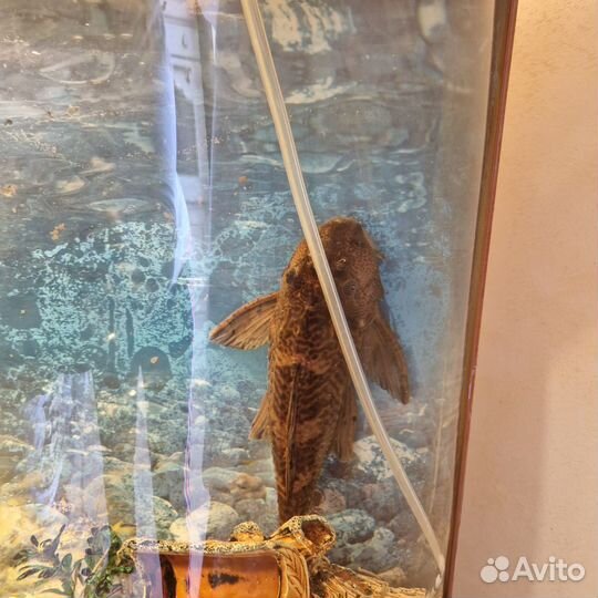 Аквариум с сомиком