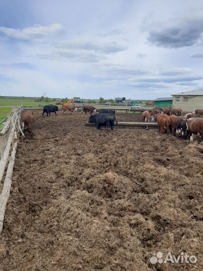 Быки на племя