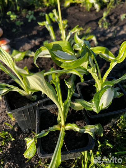 Хоста медиовариегата