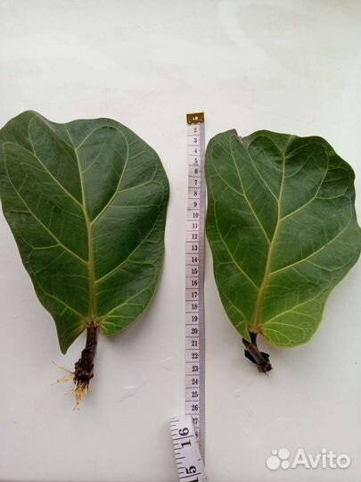 Фикус Лирата