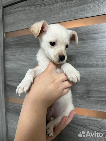 Маленький щенок