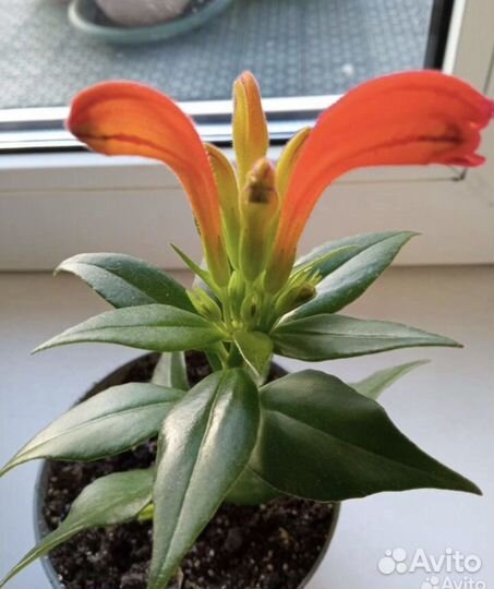 Эсхинантус 