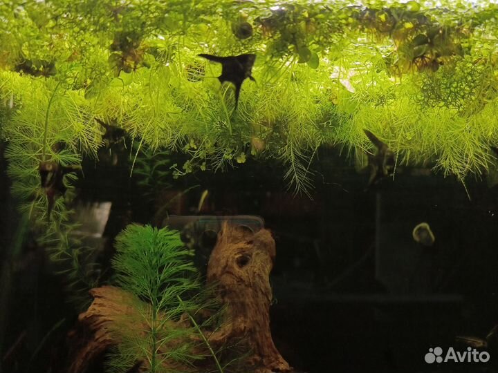 Аквариумные рыбки