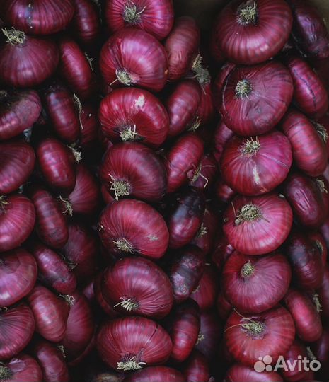 Ялтинский лук от Крымского Производителя урожай 23