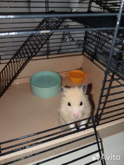 Сирийский хомяк мальчик