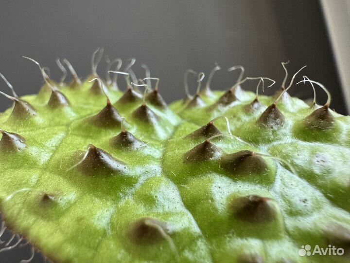 Бегония меланобулата