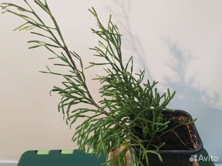 Хатиора рипсалис, дримиопсис