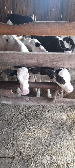 Бычки и быки