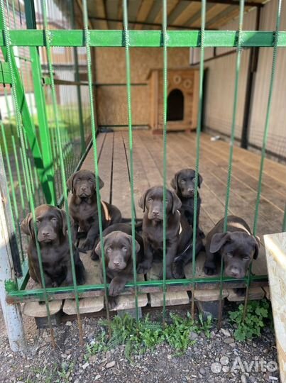 Щенки лабрадора шоколадки