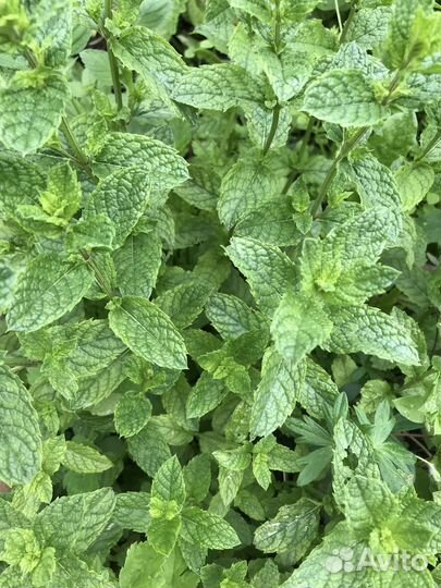 Душистые травы с дачи: мята, мелисса