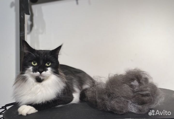 Стрижка собак и кошек