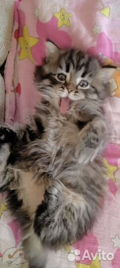 Кошка в дар бесплатно