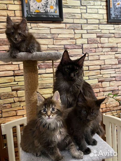 Котята мейн-кун