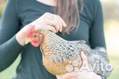 Куры несушки Легорн белая