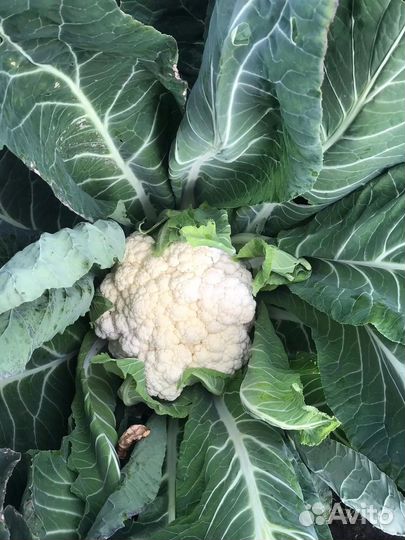 Цветная капуста свежая