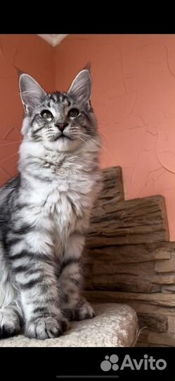 Котята мейн-кун