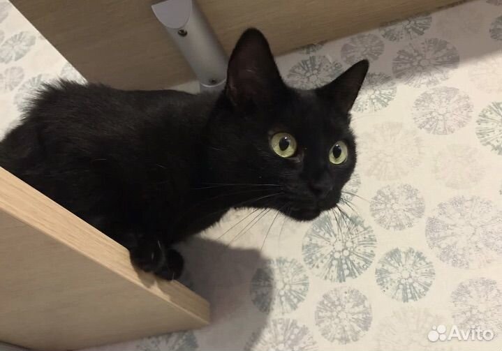 Кошка Рада. Хозяйка умерла и ее выкинули