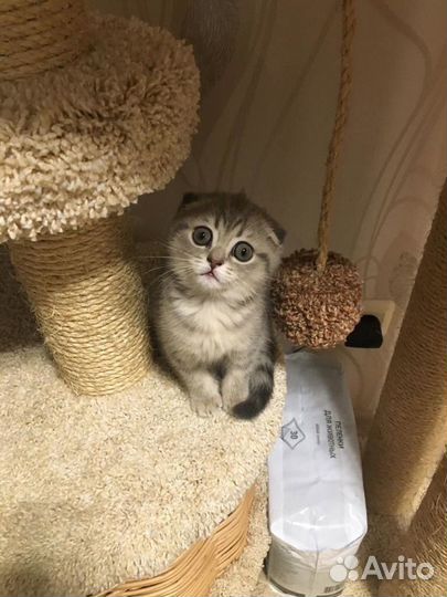 Вязка с шотландским вислоухим котом
