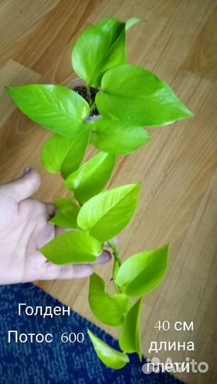 Сциндапсусы, эпипремнумы