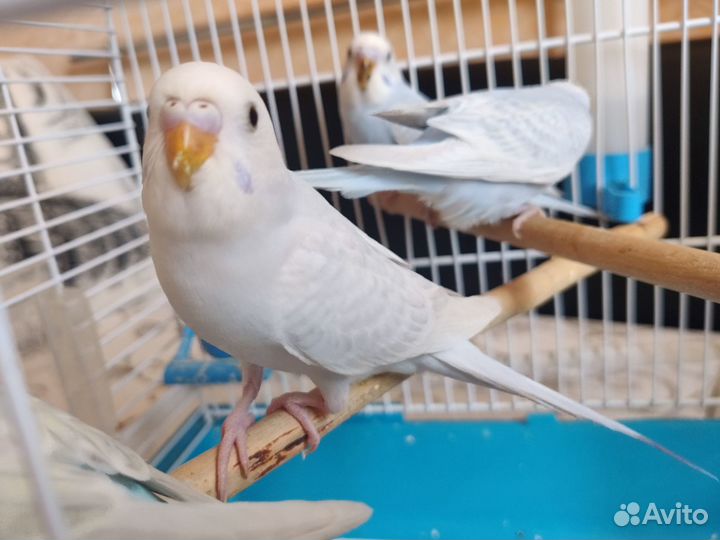 Волнистые попугайчики