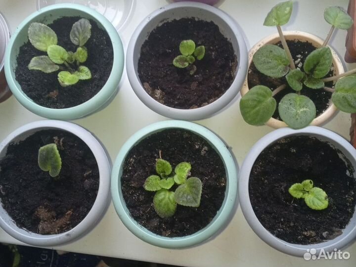 Фиалка комнатная