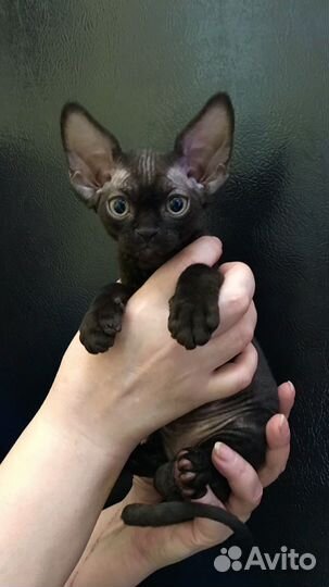 Девон-рекс черные мальчики