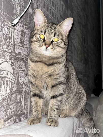 Котенок