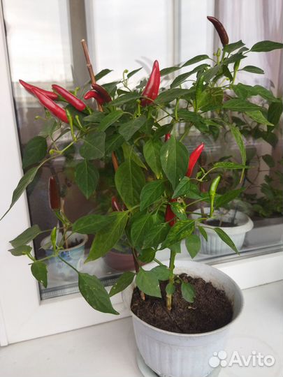 Перчик острый