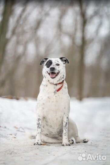 Собака из приюта