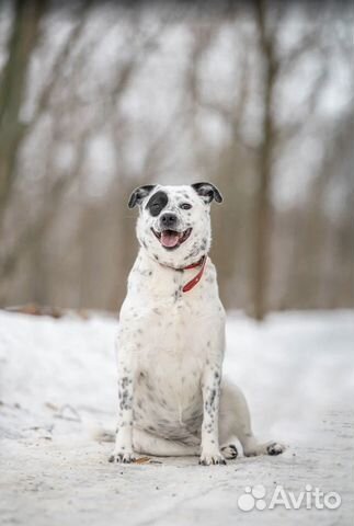 Собака из приюта