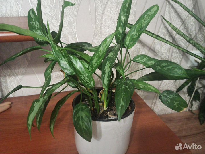 Комнатные растения цветы