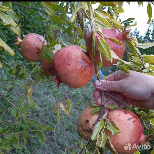 Саженцы Граната