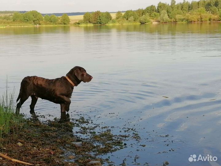 Кобель лабрадора вязка