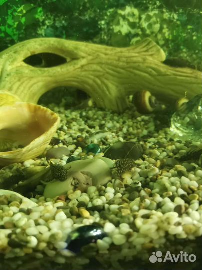 Сомики анциструсы