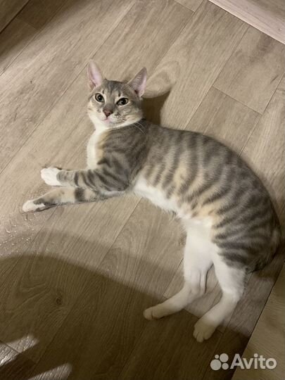 Отдадим кота