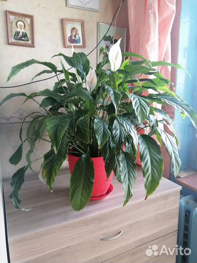 Цветы домашние в горшках