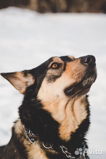 Бони ищет дом