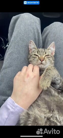 Котик домашний