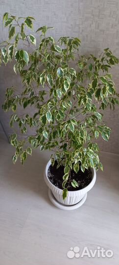 Фикус бенджамина