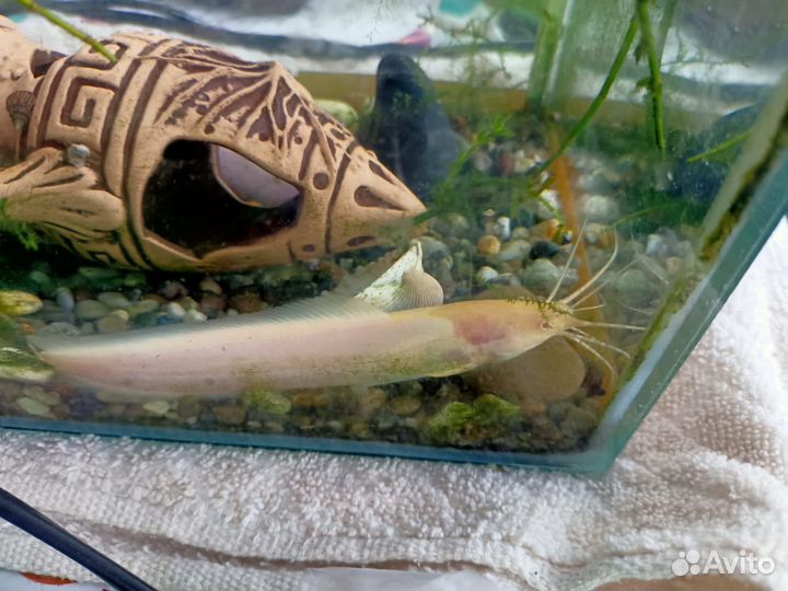 Сом клариус (альбинос)