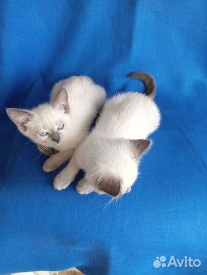 Котята Тайской породы
