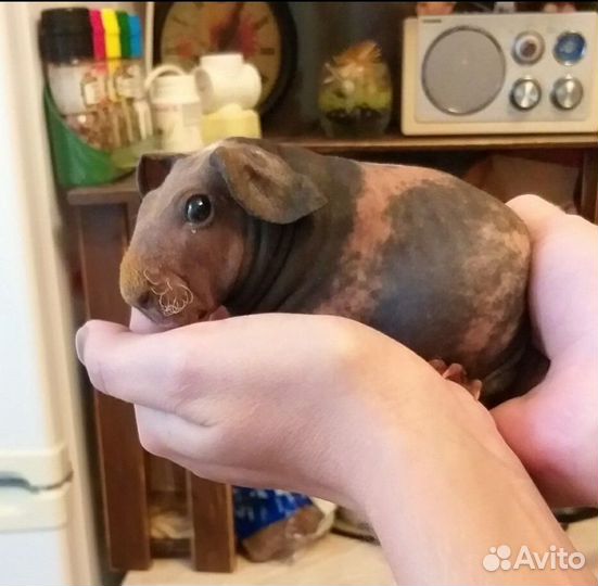 Морские свинки Американский Скинни Элит