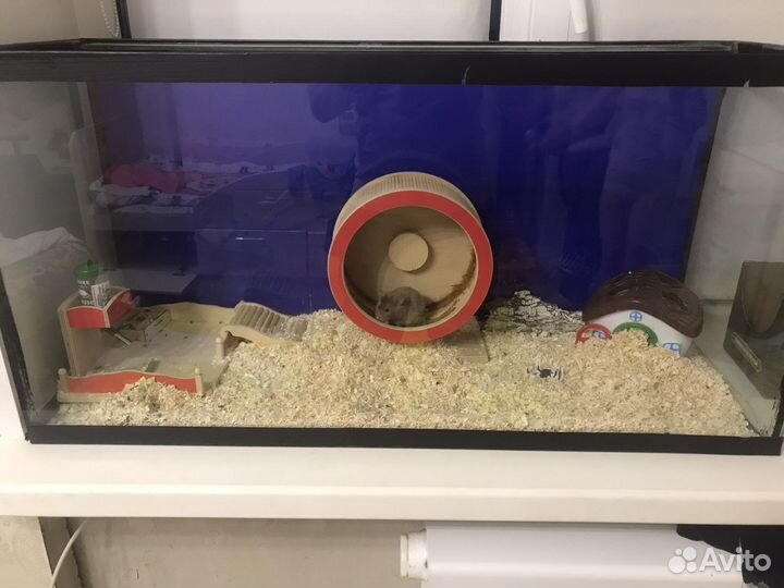 Сирийский хомяк