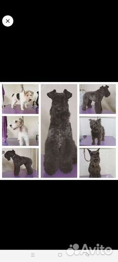 Груминг собак и кошек, Экспресс-линька